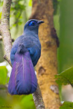 Blue Coua