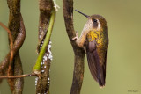 Speckled Hummingbird