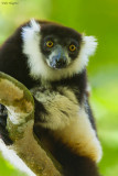 Black-and-white ruffed Lemur