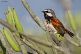 Red-shouldered Vanga