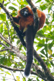 Red ruffed lemur