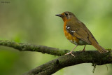 Orange Ground-Thrush
