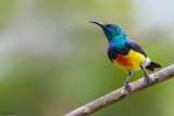 Mayotte Sunbird