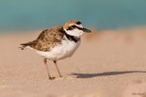 Malay Plover