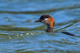 Madagascar Grebe 