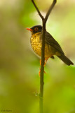 Spotted Nightingale-Thrush