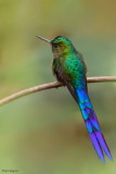 Violet-tailed Sylph