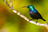 Grand Comoro Sunbird 