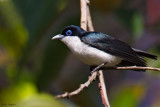 Chabert's Vanga