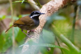 Crossley's Vanga
