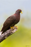 Comoros Olive Pigeon 