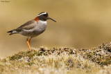 Diademed Plover