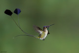 Marvelous Spatuletail  