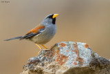 Great Inca Finch