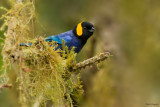 Yellow-scarfed Tanager  