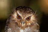 Long-whiskered Owlet