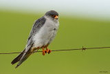 Amur Falcon
