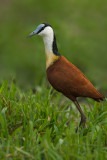 African Jacana 