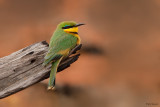 Little Bee-eater
