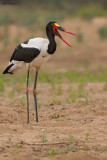 Saddlebill