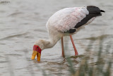 Yellow-billed Stork  