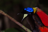 Wilsons Bird-of-paradise 