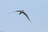 Peruvian Tern 