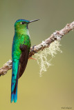 Long-tailed Sylph