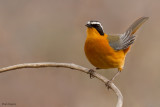 White-browed Robin-chat
