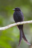 Mayotte Drongo 