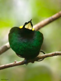 Wilsons Bird-of-paradise