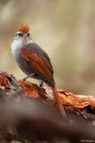 Barons Spinetail 