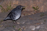 Sunda Thrush