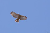 Javan Hawk-Eagle