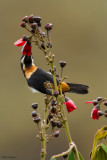 Moustached Flowerpiercer 