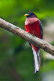 Philippine Trogon