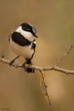 Chinspot Batis