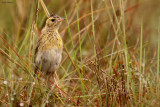 Ochre-breasted Pipit