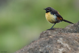 Drakensberg Rockjumper