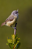 Cape Penduline-tit 