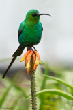 Malachite Sunbird