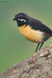 Drakensberg Rockjumper