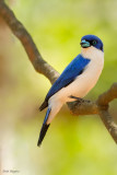 Madagascar Blue Vanga