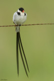 Pin-tailed Whydah 