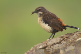 Drakensberg  Rockjumper