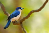 Madagascar Blue Vanga