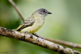 Foothill Elaenia