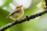 Yellow-throated Spadebill