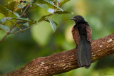 Madagascar Coucal 