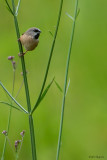 Madagascar Munia 